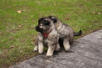 /album/fotogalerie-aglaia-alias-veena1/nemecky-vlci-spic-aglaia-469-jpg/